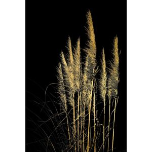 Leonique Acrylglasbild »Pampas Gras - Acrylbilder mit Blattgoldfarben... Goldfarben Größe