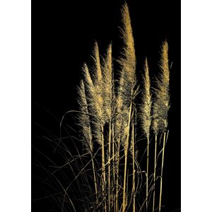 Leonique Acrylglasbild »Pampas Gras - Acrylbilder mit Blattgoldfarben... Goldfarben Größe