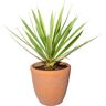 Creativ green Künstliche Zimmerpflanze »Yucca im Terracottatopf« grün Größe