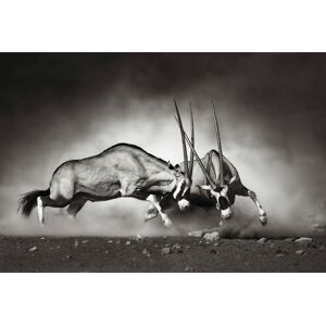 Wall-Art Vliestapete »Tiere Afrika Antilopen Duell« schwarz Größe B/L: 3,84 m x 2,6 m