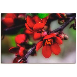Artland Wandbild »Quittenblüte II«, Blumen, (1 St.) rot Größe