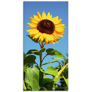 Artland Glasbild »Grosse Sonnenblume«, Blumen, (1 St.) naturfarben Größe