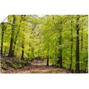 Artland Wandbild »Die Buchen im Frühling«, Wald, (1 St.) grün Größe