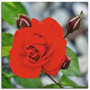Artland Wandbild »Rote Rosenblüte mit Knospen«, Blumen, (1 St.) rot Größe