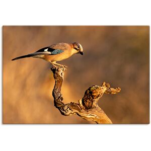 Artland Wandbild »Eichelhäher«, Vogelbilder, (1 St.) braun Größe