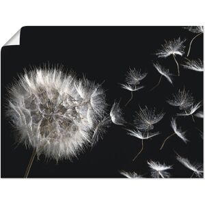 Artland Wandbild »Pusteblume«, Blumenbilder, (1 St.) schwarz Größe