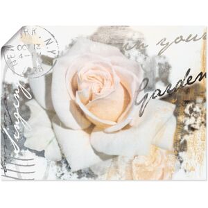 Artland Wandbild »In Buchstaben - Rose«, Blumen, (1 St.) weiss Größe