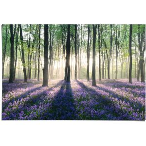 Reinders! Poster »Glockenblumen im Wald«, (1 St.) lila Größe