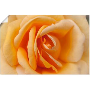 Artland Wandbild »Zarte Rose in Orange«, Blumenbilder, (1 St.) orange Größe