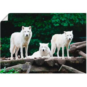 Artland Wandbild »Arktische Wölfe«, Wildtiere, (1 St.) weiss Größe