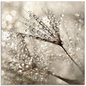 Artland Glasbild »Pusteblume Tautropfen I«, Blumen, (1 St.) naturfarben Größe