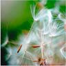 Artland Alu-Dibond-Druck »Pusteblume kuschelweich«, Blumen, (1 St.) weiss Größe
