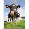 Artland Glasbild »Holstein-Kuh mit gewaltiger Zunge«, Haustiere, (1 St.) blau Größe