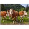 Artland Leinwandbild »Bayerische Kühe«, Haustiere, (1 St.) grün Größe