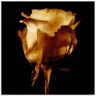 Artland Glasbild »Vergoldete Rose«, Blumen, (1 St.) goldfarben Größe
