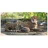 Artland Wandbild »Gepard 2«, Wildtiere, (1 St.) braun Größe