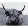 WENKO Küchenrückwand »Highland Cattle« bunt Größe