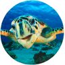 Sanilo Badematte »Schildkröte«, Höhe 15 mm, schnell trocknend blau/türkis Größe rund (Ø 80 cm)