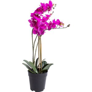 Botanic-Haus Kunstorchidee »Orchidee Bora« fuchsia Größe