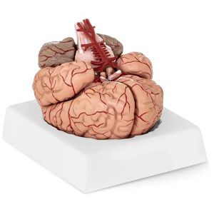 physa Gehirn-Modell - 9 Segmente - lebensgroß