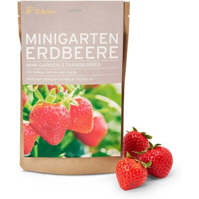 Tchibo - Minigarten in der Papiertüte - mehrfarbig Tchibo - Minigarten in der Papiertüte - mehrfarbig