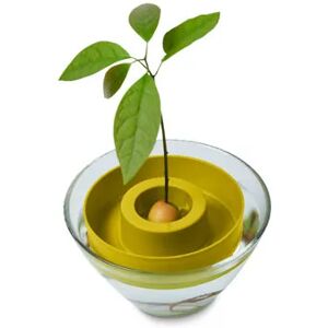 Avocado-Keimschale - Tchibo 100% Biopolymer auf Basis von Elefantengras (Miscanthus giganteus), biologisch abbaubar   unisex