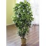 Schefflera im Topf -