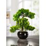 Lärchen-Bonsai in schwarzem Keramiktopf -