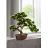 Bonsai in Schale -