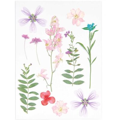 Rico Design Mix Set gepresste Blüten "Rosa Violett" Rico Design Mix Set gepresste Blüten "Rosa Violett"
