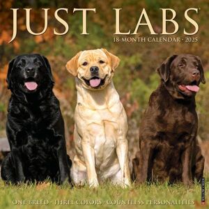 Willow Creek Press: Just Labs 2025 12 X 12 Wall Calendar Willow Creek Press: Just Labs 2025 12 X 12 Wall Calendar