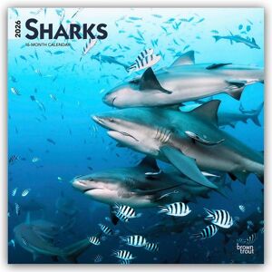 Brown Trout-Auslieferer Flechsig Sharks – Haie 2026 – 16-Monatskalender Brown Trout-Auslieferer Flechsig Sharks – Haie 2026 – 16-Monatskalender