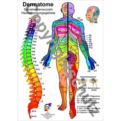 Aeckersberg, Ingrid Dermatome - Spinalnervenwurzeln Hautversorgungsgebiete Aeckersberg, Ingrid Dermatome - Spinalnervenwurzeln Hautversorgungsgebiete