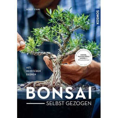Kosmos Bonsai selbst gezogen Kosmos Bonsai selbst gezogen
