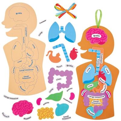 Baker Ross FN109 Human Body Kit – 4er-Pack, MINT-, Wissenschafts-, Gesundheits- und Lernhilfen für Kinder und Schulen Baker Ross FN109 Human Body Kit – 4er-Pack, MINT-, Wissenschafts-, Gesundheits- und Lernhilfen für Kinder und Schulen