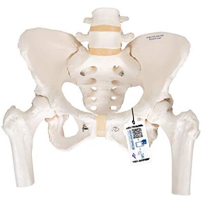 3B Scientific ® Weibliches Beckenskelett – Lebensgroßes Becken mit Kreuzbein, Steißbein, beweglicher Symphyse & Oberschenkelstümpfen + Smart Anatomy App (5 Jahre Garantie) 3B Scientific ® Weibliches Beckenskelett – Lebensgroßes Becken mit Kreuzbein, Steißbein, beweglicher Symphyse & Oberschenkelstümpfen + Smart Anatomy App (5 Jahre Garantie)