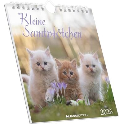 Alpha Kleine Samtpfötchen Kalender 2026 – Postkartenkalender 16×17 cm mit Katzenmotiven, zum Aufstellen oder Aufhängen, niedlicher Tischkalender & Geschenkidee für Katzenliebhaber Alpha Kleine Samtpfötchen Kalender 2026 – Postkartenkalender 16×17 cm mit Katzenmotiven, zum Aufstellen oder Aufhängen, niedlicher Tischkalender & Geschenkidee für Katzenliebhaber