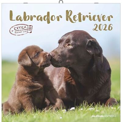 Alpha Labrador Retriever Kalender 2026 – Wandkalender 30x30 cm – Für Hundeliebhaber – 12 beeindruckende Labrador-Fotografien, viel Platz für ... mit Feiertagen & Ferienterminen: Dachshund Alpha Labrador Retriever Kalender 2026 – Wandkalender 30x30 cm – Für Hundeliebhaber – 12 beeindruckende Labrador-Fotografien, viel Platz für ... mit Feiertagen & Ferienterminen: Dachshund