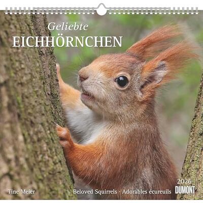 DUMONT Geliebte Eichhörnchen 2026 – Wandkalender 38×36 cm mit 12 Naturmotiven, Spiralbindung & Feiertagen: Beloved Squirrels Adorables ecureuils DUMONT Geliebte Eichhörnchen 2026 – Wandkalender 38×36 cm mit 12 Naturmotiven, Spiralbindung & Feiertagen: Beloved Squirrels Adorables ecureuils