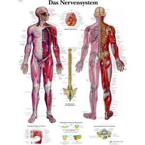 3B Scientific Lehrtafel Das Nervensystem, VR0620UU 3B Scientific Lehrtafel Das Nervensystem, VR0620UU