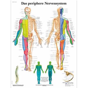 3B Scientific Lehrtafel laminiert Das periphere Nervensystem 3B Scientific Lehrtafel laminiert Das periphere Nervensystem