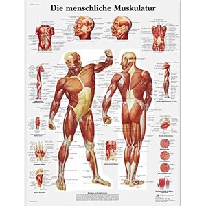 3B Scientific Lehrtafel Die menschliche Muskulatur, VR0118UU 3B Scientific Lehrtafel Die menschliche Muskulatur, VR0118UU