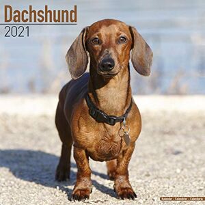 Dachshund 2021 Wall Calendar - Preis vom 12.06.2026 05:40:31 h Dachshund 2021 Wall Calendar - Preis vom 12.06.2026 05:40:31 h