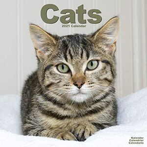 Cats 2021 wall Calendar - Preis vom 12.06.2026 05:40:31 h Cats 2021 wall Calendar - Preis vom 12.06.2026 05:40:31 h