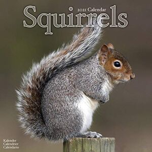 Squirrels 2021 Wall Calendar - Preis vom 10.06.2026 05:35:22 h Squirrels 2021 Wall Calendar - Preis vom 10.06.2026 05:35:22 h