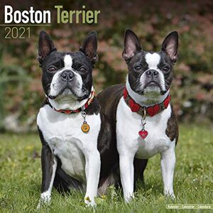 Boston Terrier 2021 Wall Calendar - Preis vom 14.06.2026 05:24:48 h Boston Terrier 2021 Wall Calendar - Preis vom 14.06.2026 05:24:48 h