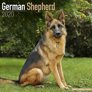 Avonside Publishing Ltd - Avonside Publishing Ltd: German Shepherd Calendar 2020 - Preis vom 10.06.2026 05:35:22 h Avonside Publishing Ltd - Avonside Publishing Ltd: German Shepherd Calendar 2020 - Preis vom 10.06.2026 05:35:22 h