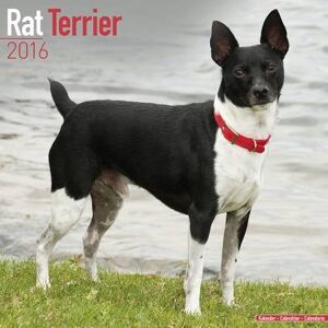 Avonside Publishing Ltd - Rat Terrier Calendar 2016 - Preis vom 11.06.2026 05:43:19 h Avonside Publishing Ltd - Rat Terrier Calendar 2016 - Preis vom 11.06.2026 05:43:19 h