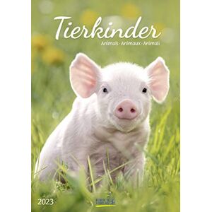 Korsch Verlag - Tierkinder 2023 - Preis vom 13.06.2026 05:28:29 h Korsch Verlag - Tierkinder 2023 - Preis vom 13.06.2026 05:28:29 h