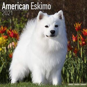 American Eskimo 2021 Wall Calendar - Preis vom 12.06.2026 05:40:31 h American Eskimo 2021 Wall Calendar - Preis vom 12.06.2026 05:40:31 h